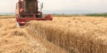 KOSOVA SIVJET NUK SIGURON BUKËN E MOTMOTIT, FERMERËT MBETEN PA SUBVENCIONE!