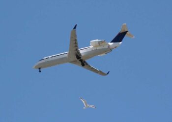 U godit nga një zog, aeroplani ku gjendej ministri u detyrua të aterrojë