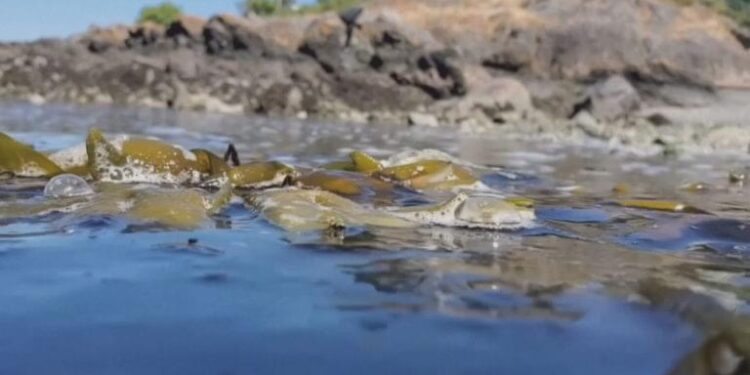 I nxehti ekstrem: Midhjet piqen në breg nga temperaturat përvëluese