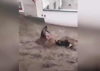 Pamje ku dy burra mundohen t’i shpëtojnë përmbytjeve