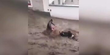 Pamje ku dy burra mundohen t’i shpëtojnë përmbytjeve