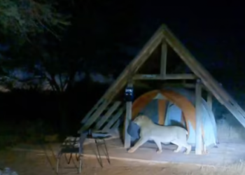 Momenti kur luani futet në tendën e dy burrave që po bënin ‘kamping’  në një park