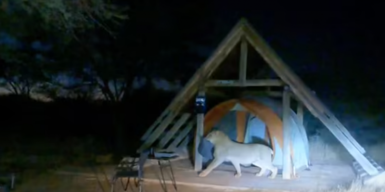 Momenti kur luani futet në tendën e dy burrave që po bënin ‘kamping’  në një park