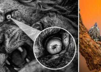 Imazhi i luanit duke ulëritur teksa miza i ndalon në sy, fiton çmimin Fotografi i Vitit të Afrikës