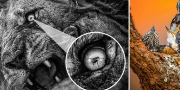 Imazhi i luanit duke ulëritur teksa miza i ndalon në sy, fiton çmimin Fotografi i Vitit të Afrikës