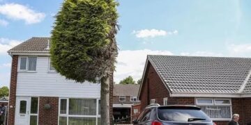 I shtriu degët në oborrin e tij, fqinji “masakron” pemën