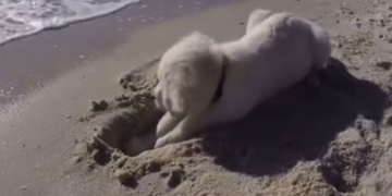 Qeni hapi një vrimë në plazh, por zemërohet kur oqeani ia përmbyti