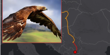 I vendosin GPS për t’ia parë lëvizjet, Skifteri i famshëm zgjedh Kosovën si “shtëpi”