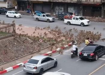 Vozitësit mbesin të shokuar nga lufta mes “bandave të majmunëve”: Këtu është e pamundur të jetohet