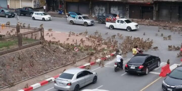 Vozitësit mbesin të shokuar nga lufta mes “bandave të majmunëve”: Këtu është e pamundur të jetohet