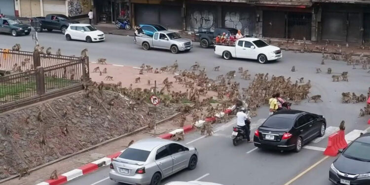 Vozitësit mbesin të shokuar nga lufta mes “bandave të majmunëve”: Këtu është e pamundur të jetohet