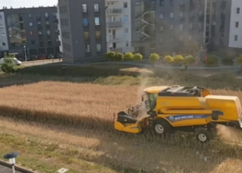 Bujku refuzoi ta shesë tokën, tani e korrë grurin e rrethuar nga banesat