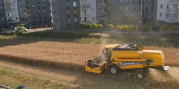 Bujku refuzoi ta shesë tokën, tani e korrë grurin e rrethuar nga banesat