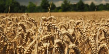 Rahovecasi e raporton në polici një person që ia mbolli arën me grurë