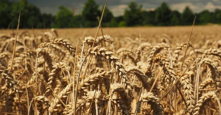 Rahovecasi e raporton në polici një person që ia mbolli arën me grurë