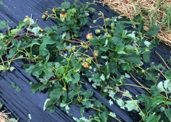 Breshri dëmton dredhëzat në Klinë të Epërme të Skenderajt!