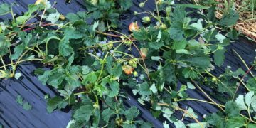 Breshri dëmton dredhëzat në Klinë të Epërme të Skenderajt!