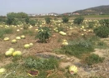 Nuk ka shitje, kalbet shalqini në fusha, fermerët: Nuk mbulojmë dot shpenzimet, jemi në dorë të Zotit