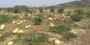 Nuk ka shitje, kalbet shalqini në fusha, fermerët: Nuk mbulojmë dot shpenzimet, jemi në dorë të Zotit