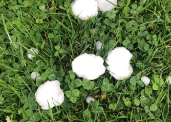 Breshër i madh në disa vise, dëme të mëdha në pemëtari! (Video)