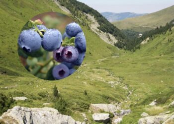 Duke mbledhur boronica rrëshqet dhe bie në një greminë në Prevallë, vdes 29-vjeçari