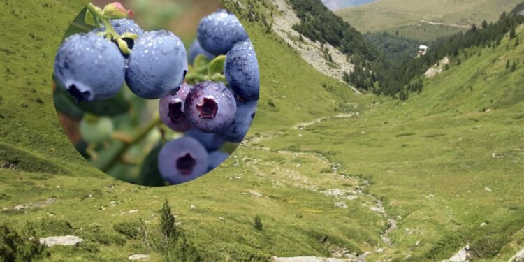 Duke mbledhur boronica rrëshqet dhe bie në një greminë në Prevallë, vdes 29-vjeçari
