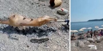 Ndodh edhe kjo: Në një plazh në Mal të Zi dikush pjek një qengj