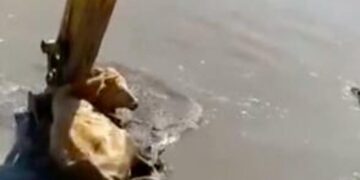 Lopa bllokohet në lum, shpëtohet me ekskavator