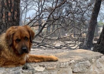 Ky qen udhëtoi 380 kilometra për t’u kthyer në shtëpi