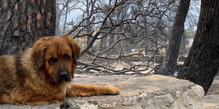 Ky qen udhëtoi 380 kilometra për t’u kthyer në shtëpi