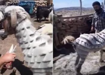 Bariu qethë delet në mënyrë interesante