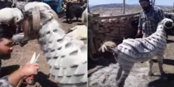 Bariu qethë delet në mënyrë interesante