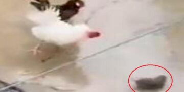 Miu “sulmon” një pulë, ajo e lë të ngordhur