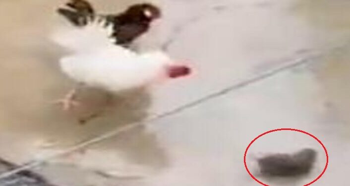 Miu “sulmon” një pulë, ajo e lë të ngordhur