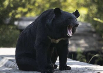 Gjërat që duhet t’i dini nëse jeni të rrezikuar nga ariu