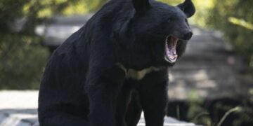 Gjërat që duhet t’i dini nëse jeni të rrezikuar nga ariu