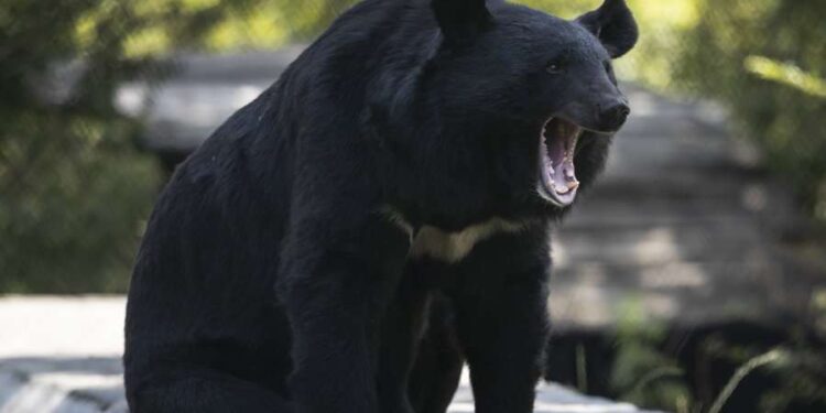 Gjërat që duhet t’i dini nëse jeni të rrezikuar nga ariu