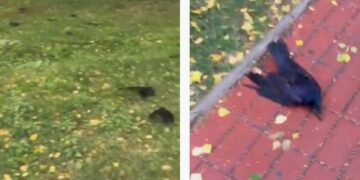 Qindra korba të ngordhur bien nga qielli dhe mbushin rrugët