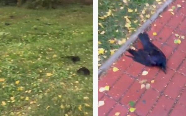 Qindra korba të ngordhur bien nga qielli dhe mbushin rrugët