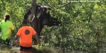 Momenti kur uragani Ida hedh lopën në majë të pemës