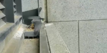 Tërmeti i fuqishëm: momenti kur skifteri ndjen dridhjet dhe kërcen nga foleja e tij