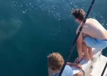 Momenti kur i riu kërcen mbi “shpinë” të peshkaqenit, video bëhet virale