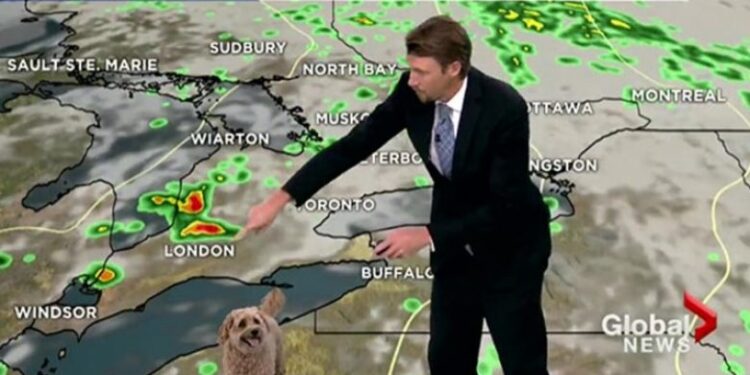 Video virale: Qeni shfaqet në ekran gjersa shfaqej parashikimi i motit