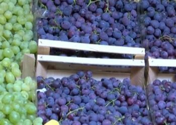 Vreshtarët në Kosovë ankohen për çmimin për kilogram rrushi: I ulët, nuk mbulojmë as shpenzimet