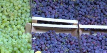 Vreshtarët në Kosovë ankohen për çmimin për kilogram rrushi: I ulët, nuk mbulojmë as shpenzimet