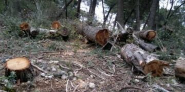 Vdes 18 vjeçari kosovar, i ra lisi në kokë