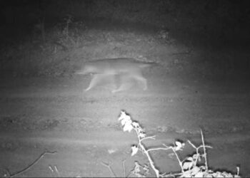 Në Gërmi kamerat kapin ujqit e murrmë