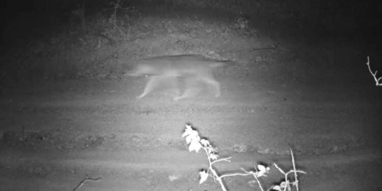 Në Gërmi kamerat kapin ujqit e murrmë