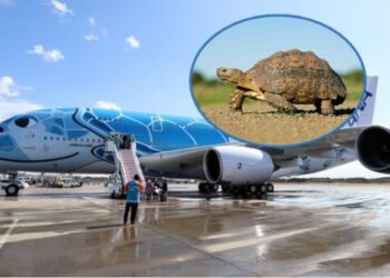 Kaos në aeroport, breshka vonon pesë aeroplanë