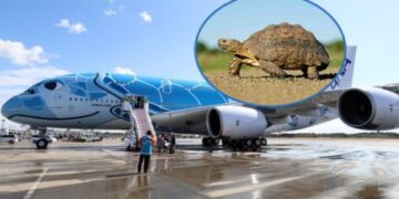 Kaos në aeroport, breshka vonon pesë aeroplanë